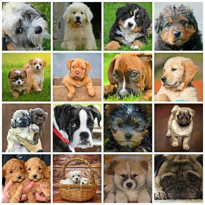 14 Popular Small Dog Breeds With Good Temperament Small Dogs For Sale ...