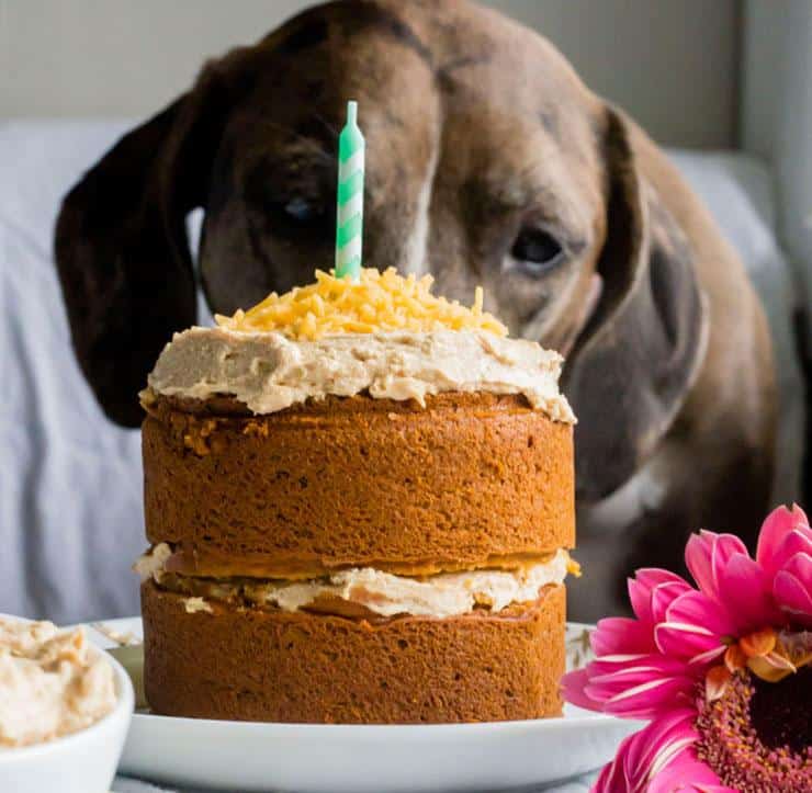 15 Dog Birthday Cake &  Cupcake Homemade Recipes