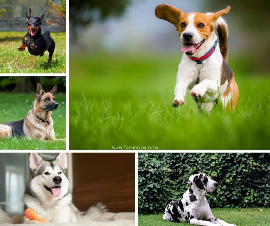 15 Most Popular Dog Breeds In India 2021