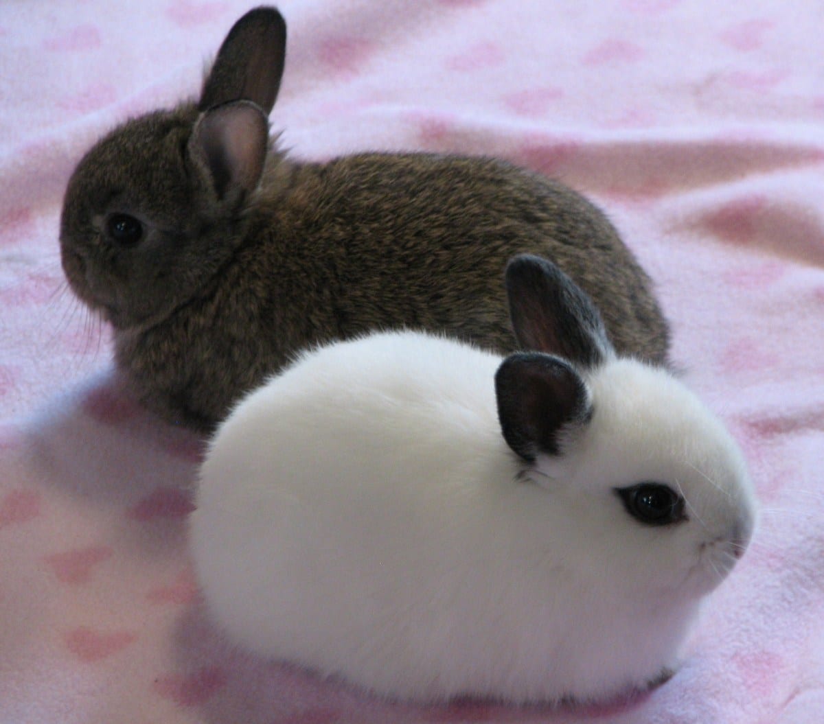15 of the Best Pet Rabbit Breeds