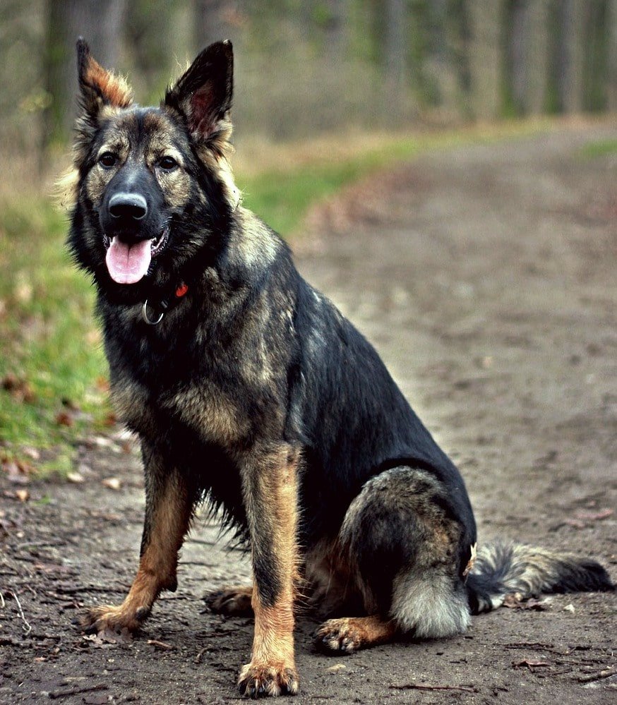 5 Different Types Of German Shepherd Breeds &  Their Features