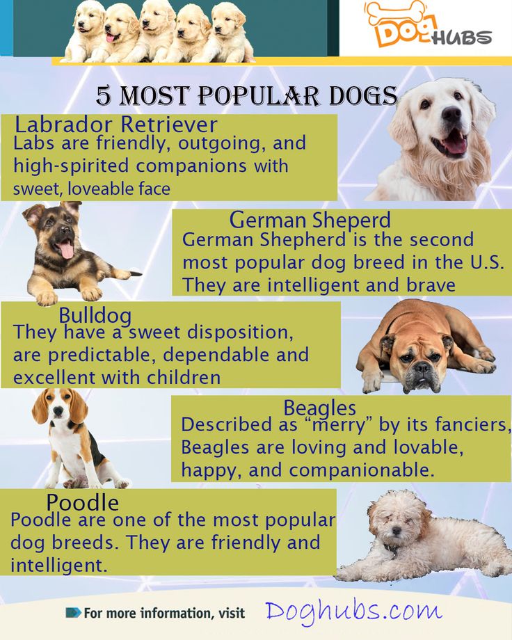 5 most popular dog breeds that you can see them, hear them everywhere ...