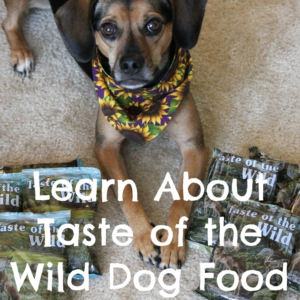 5 Things to Consider When Choosing a Small Breed Dog Food