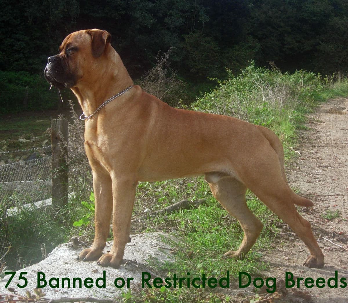 75 Banned or Restricted Breeds: Is Your Dog on the List?