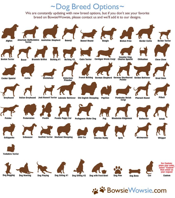 88 best Dog Breed Information images on Pinterest