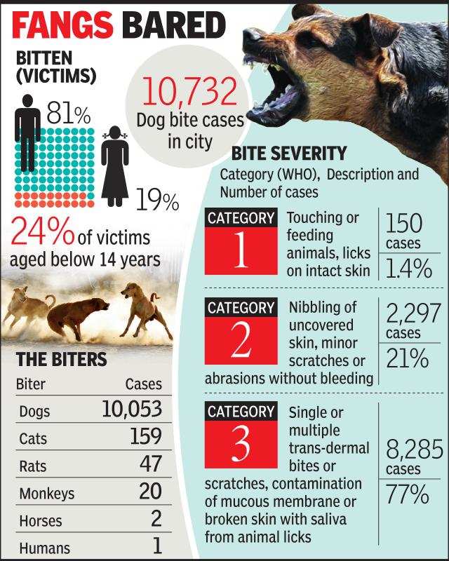 Ahmedabad: â77% of dog bites leave serious woundsâ