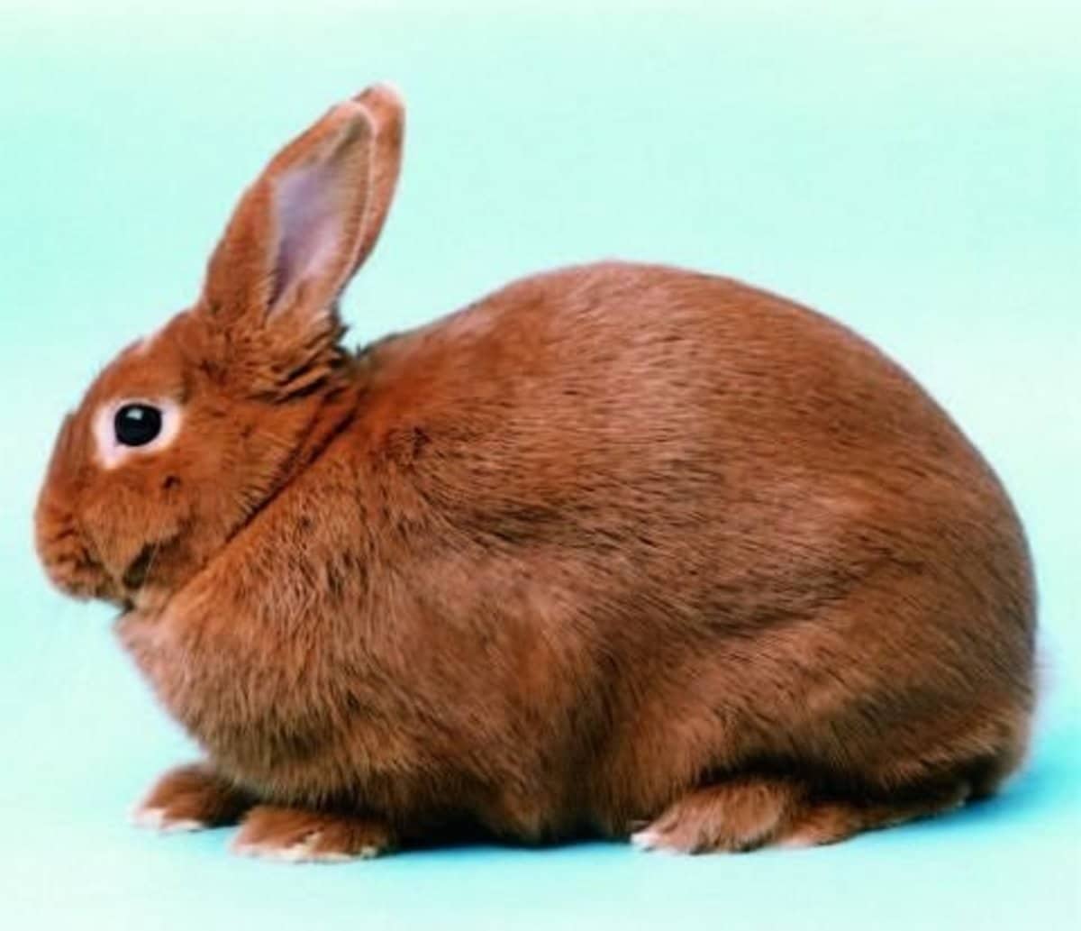 Best 10 Rabbit Breeds as Pets for Children