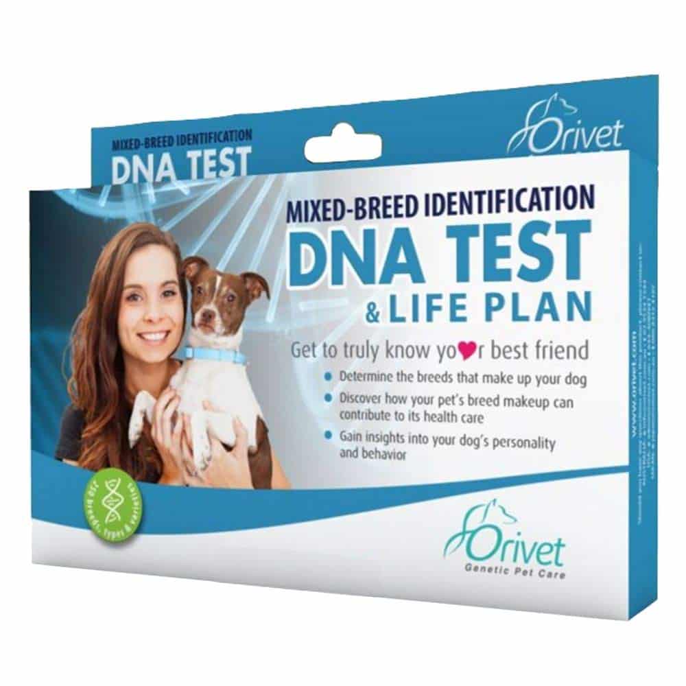 Best Dog DNA Test Kits of 2020 (Review &  Guide)