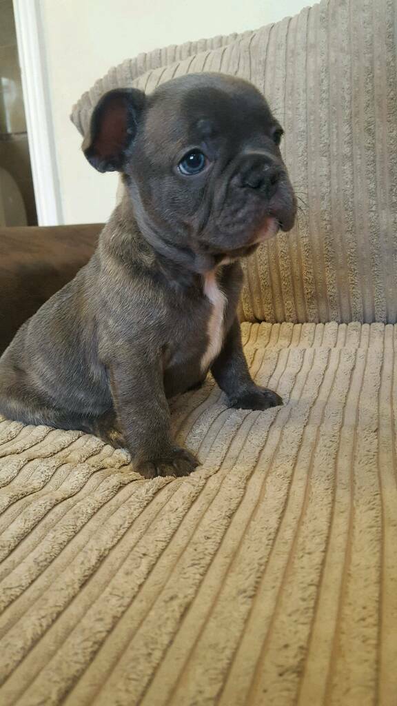 Blue &  Blue Pied KC Registered French Bulldog Puppies For ...