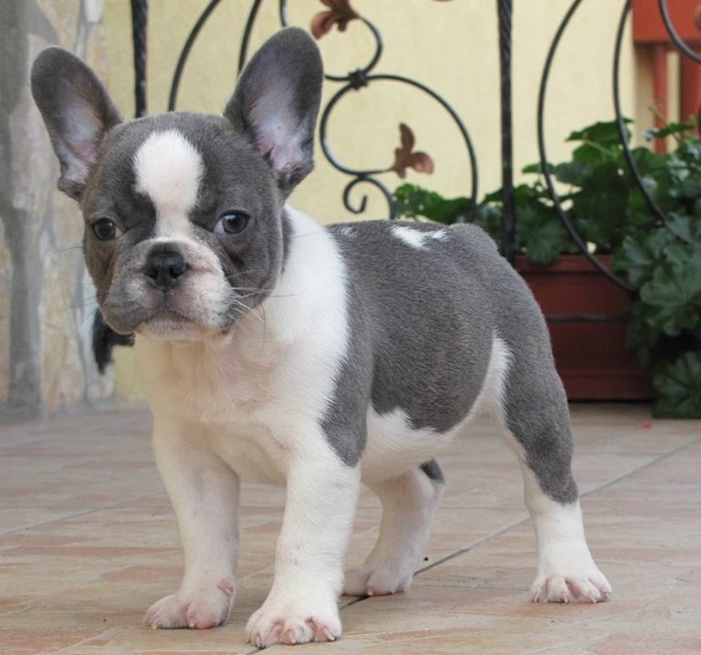 Blue Pied French Bulldog For Sale