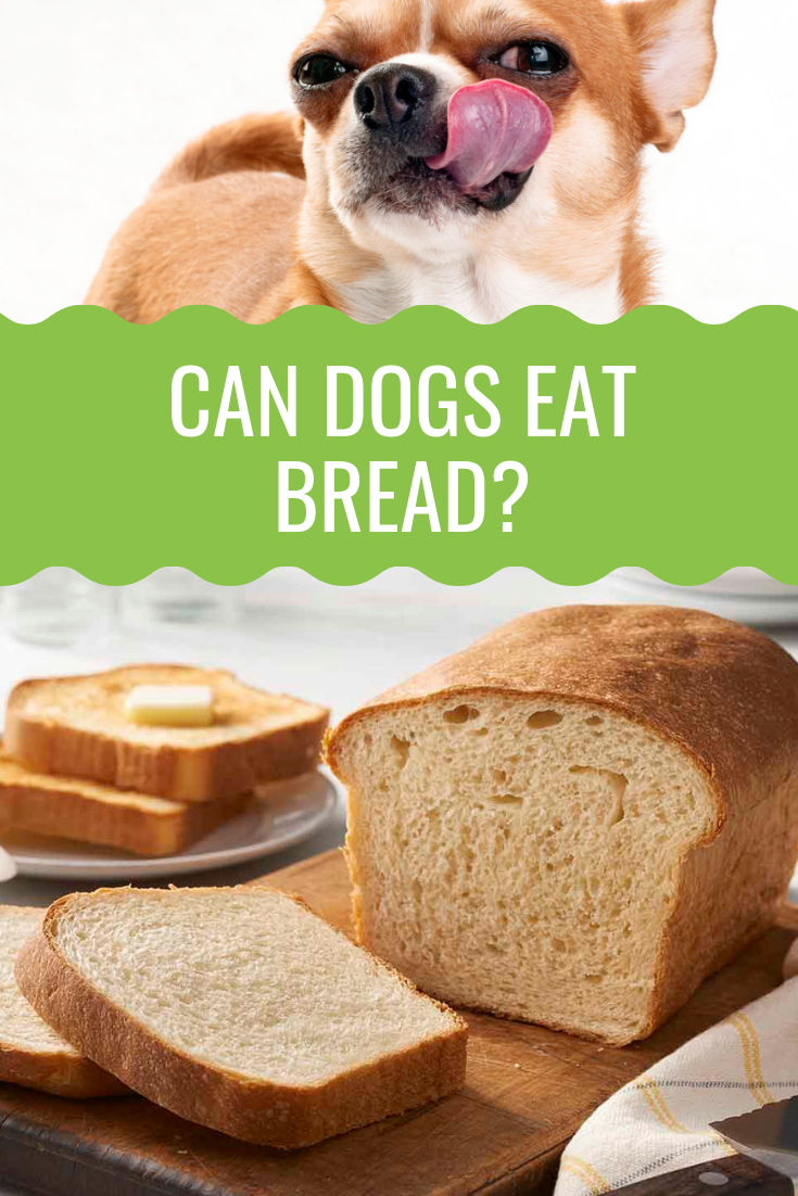 Can Dogs Eat Bread