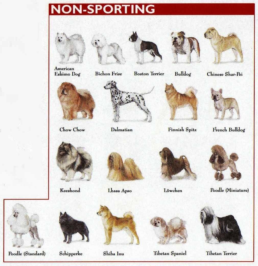 click on the link to view breeds