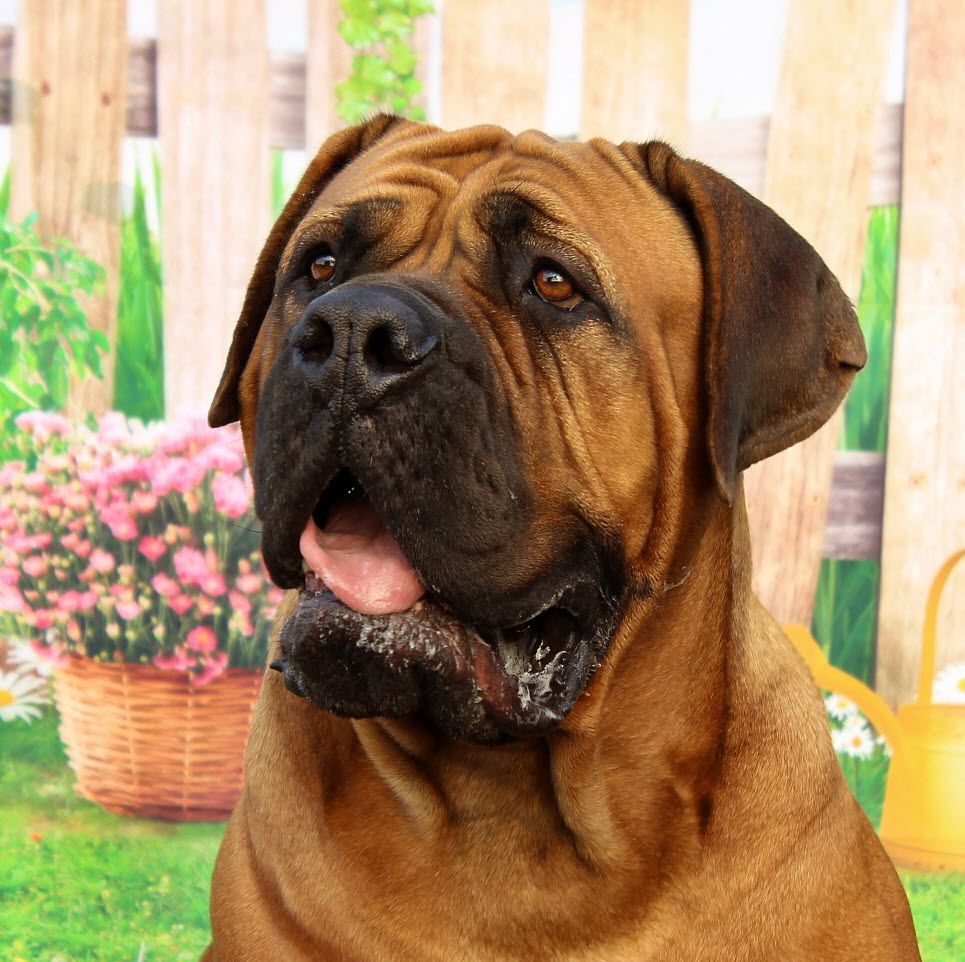 Could A Mastiff Be The Right Dog Breed For Me?