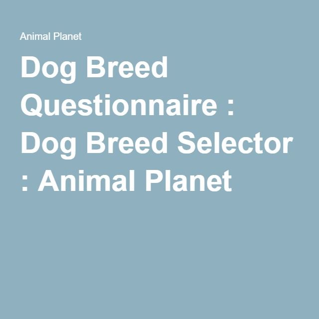 Dog Breed Questionnaire : Dog Breed Selector : Animal Planet