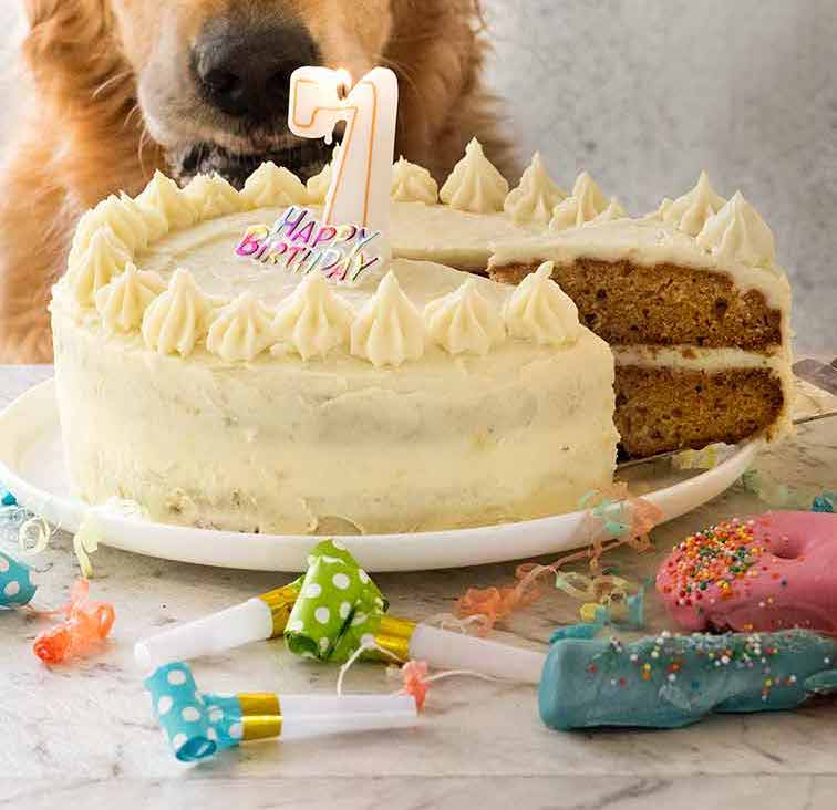 Dog Cake recipe for Dozer