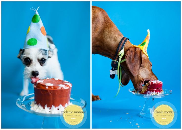 Dog ( Vizsla and Jack Russel Terrier ) Cake Smash photos Dog Birthday ...