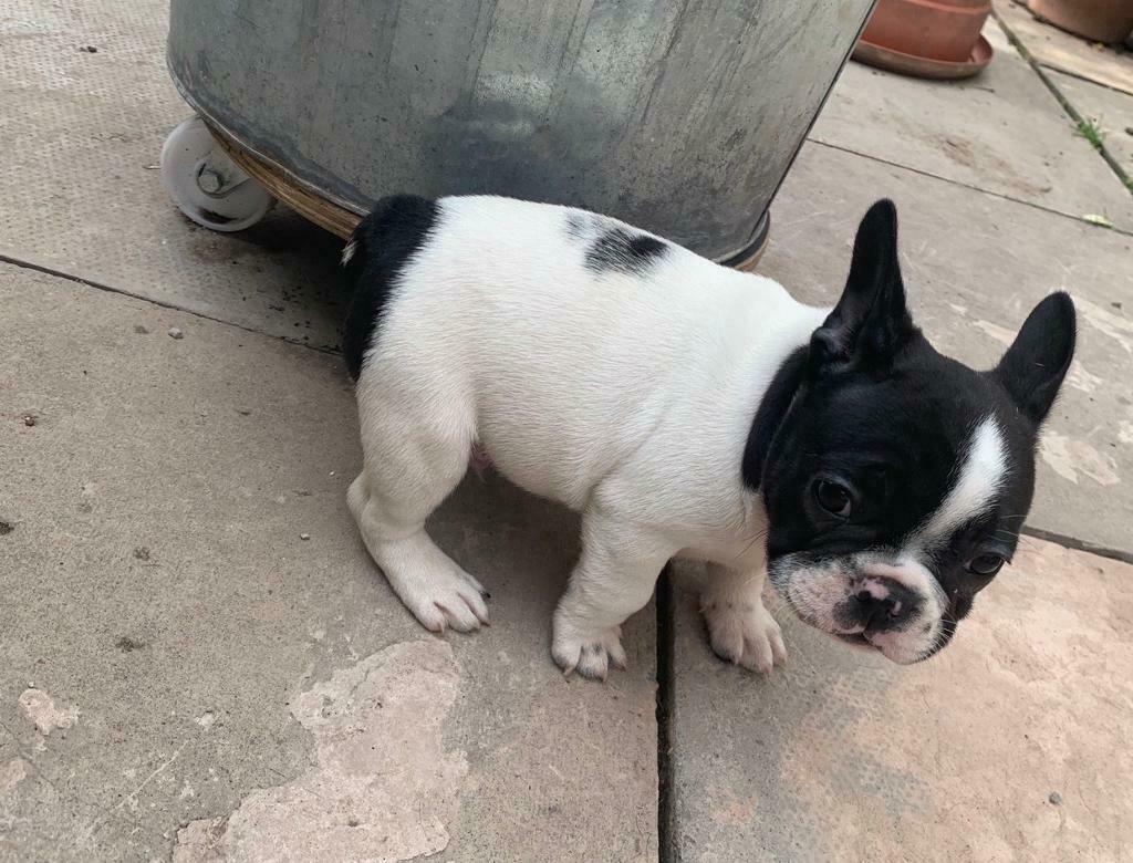 Female Pied Face French Bulldog Puppy for sale
