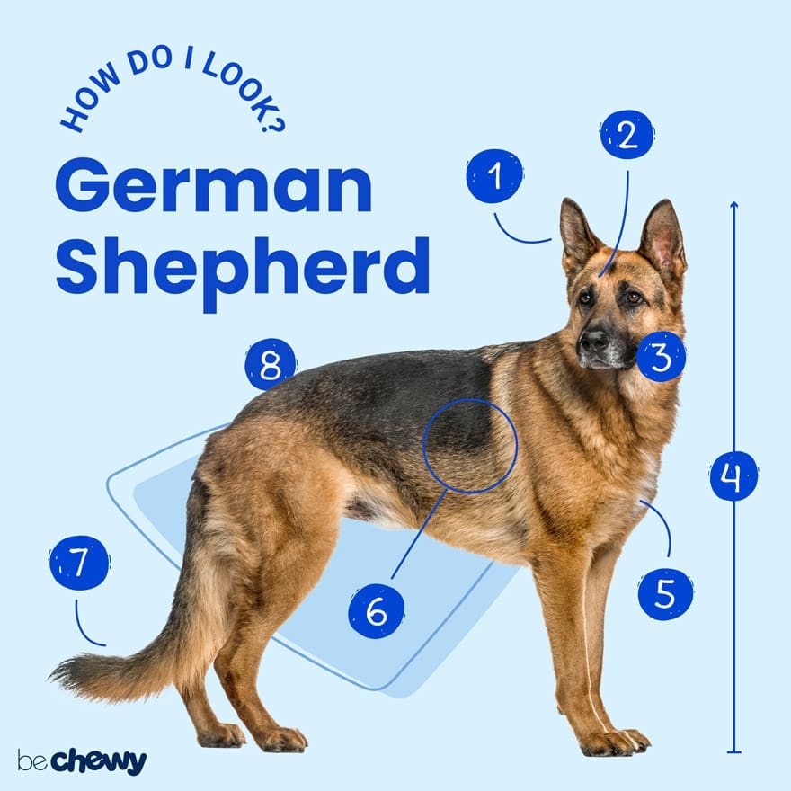 German Shepherd Breed: Characteristics, Care &  Photos