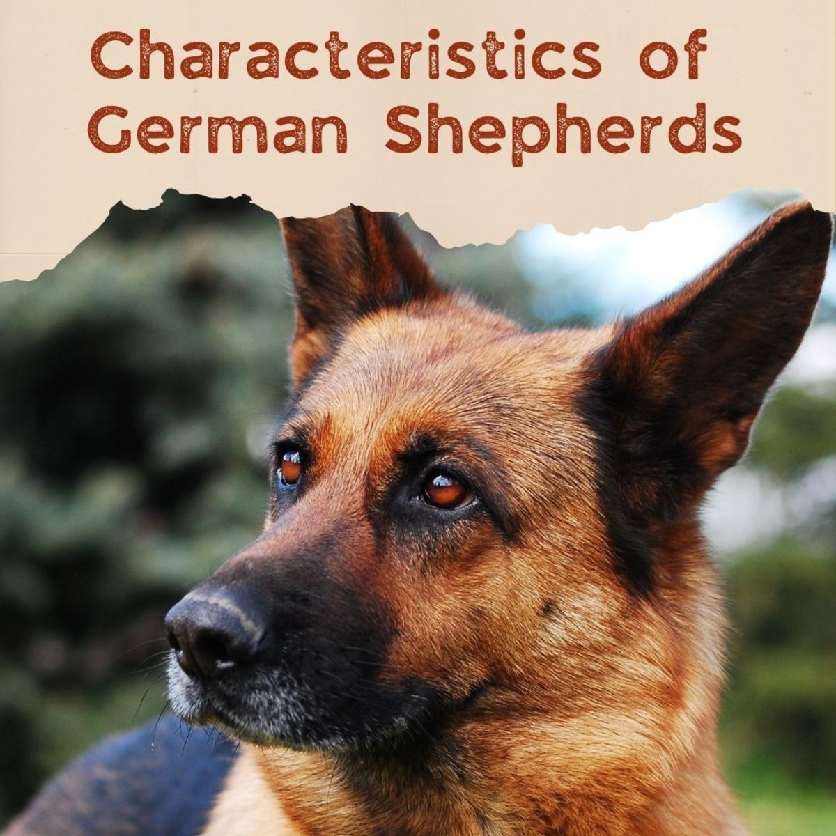 German Shepherd Breed Characteristics