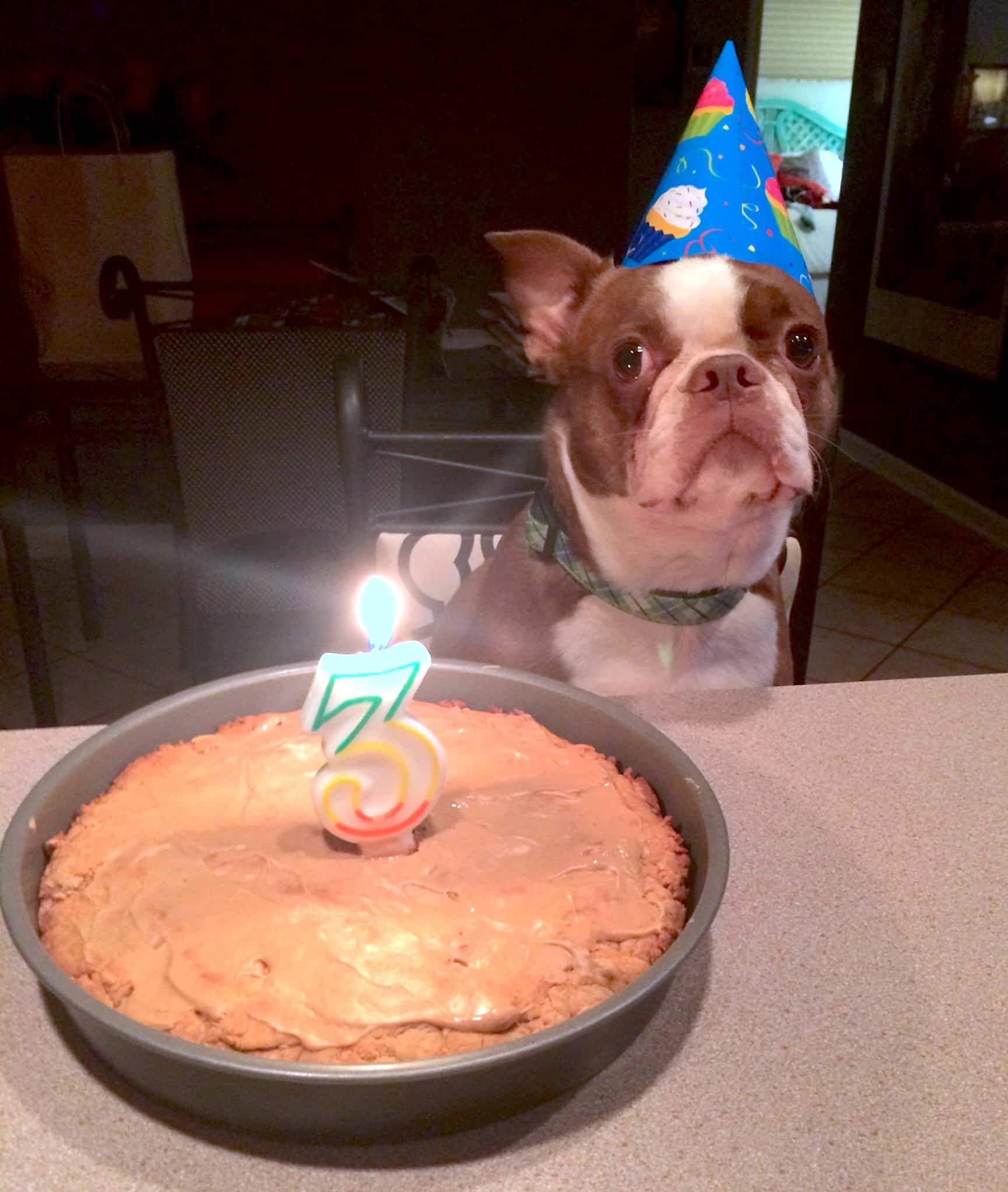 Homemade Birthday Cakes for Dogs