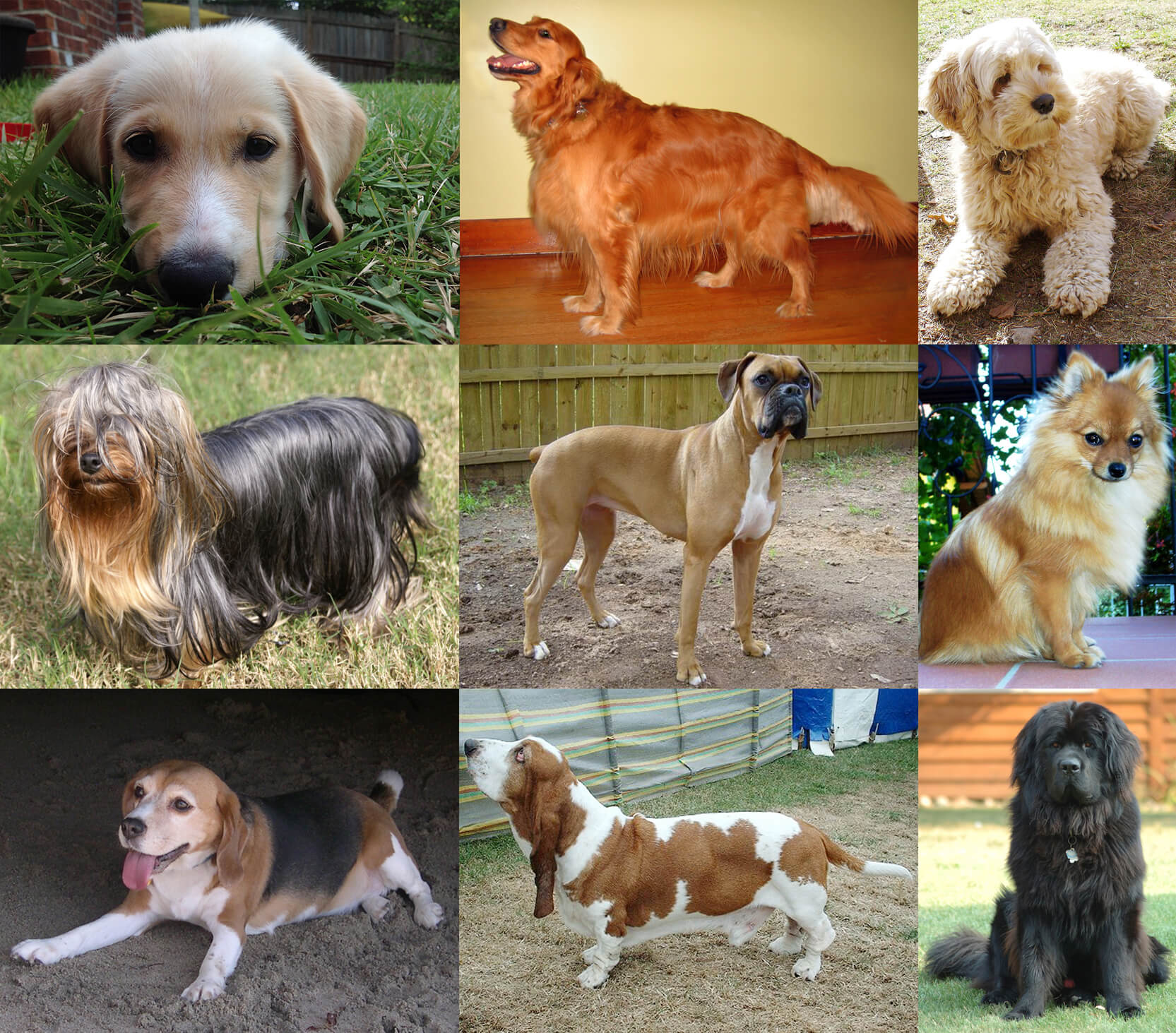How to find out what breed your dog is?