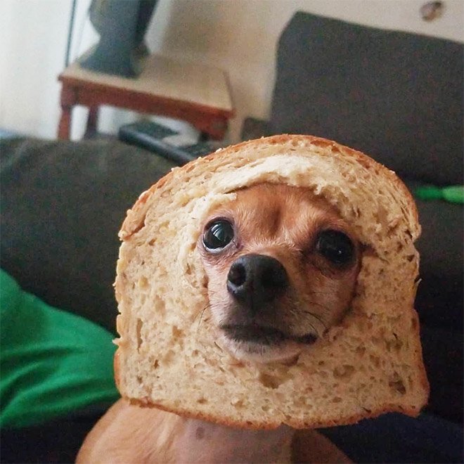 Inbread Dogs: Dogs In Bread