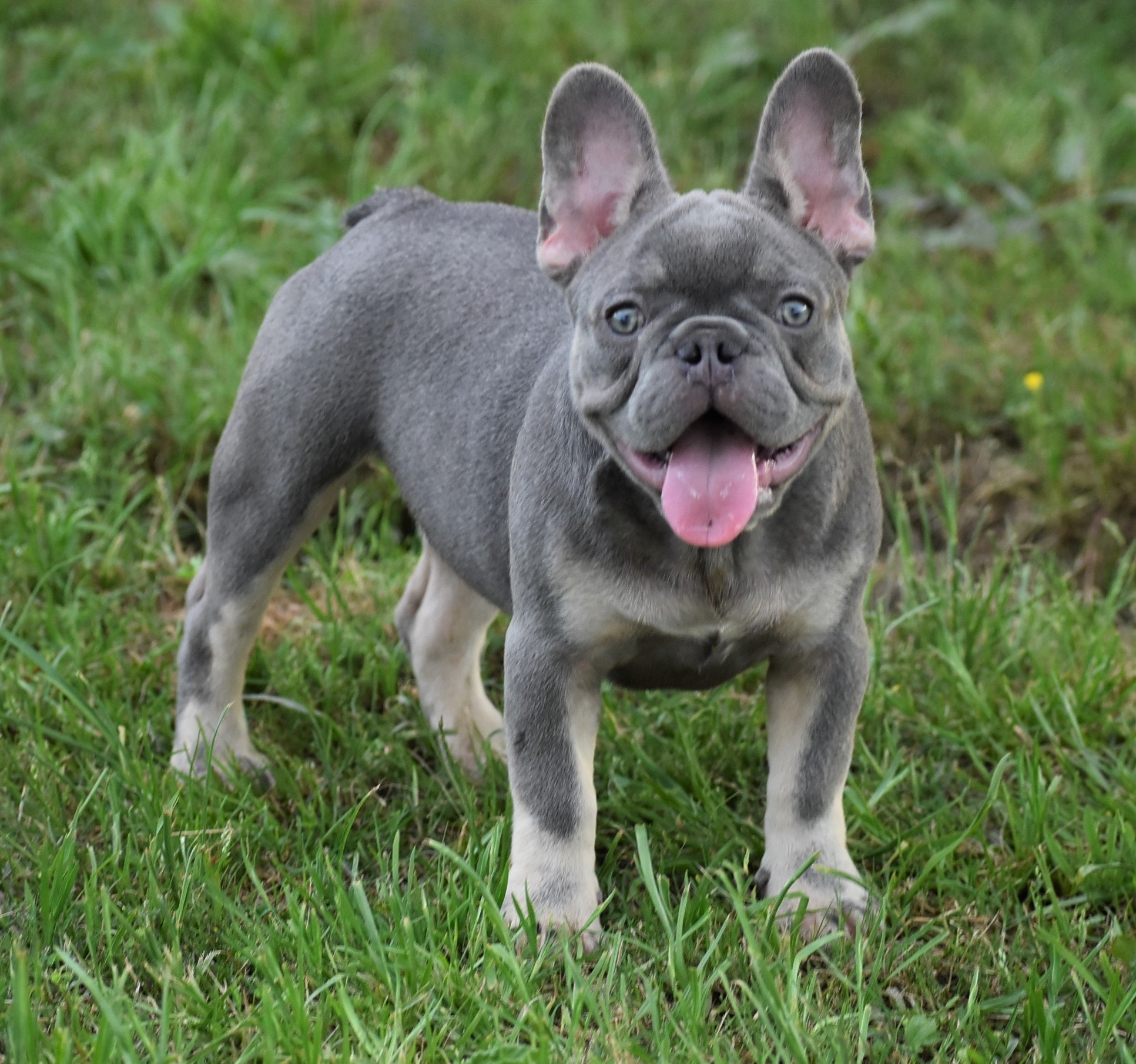 Lilac Tan Male French Bulldog Puppy For Sale