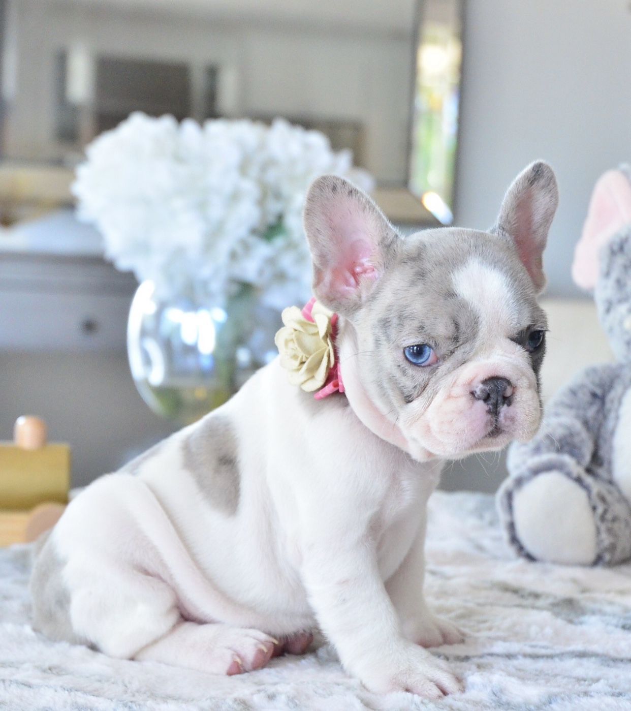 Monicea: Blue Merle French Bulldog Puppies For Sale Near Me