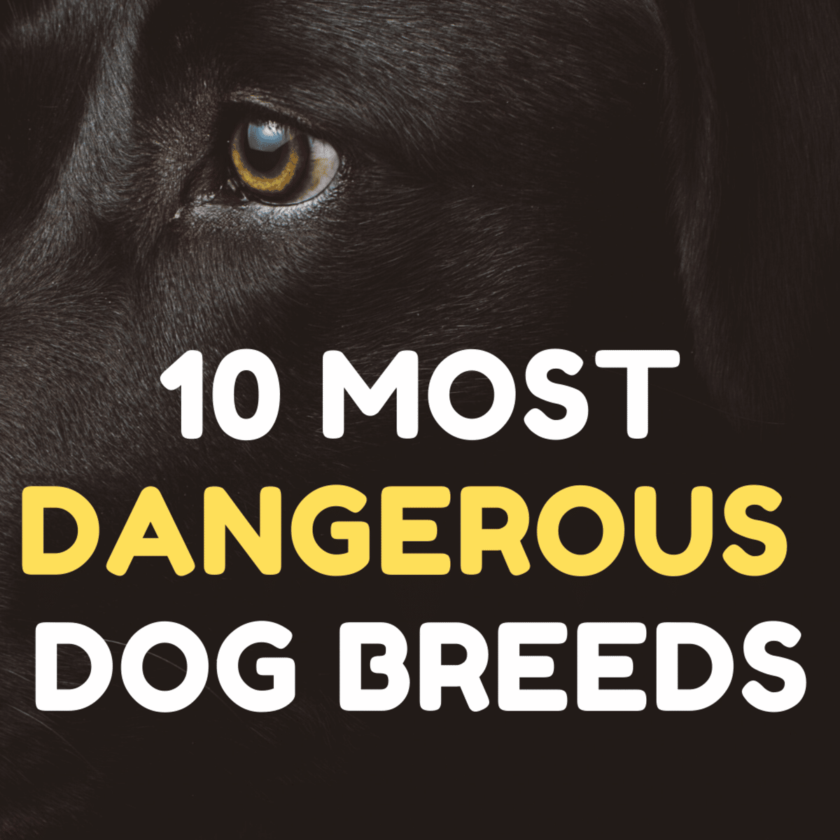 Most Dangerous Dog Breeds: Dog Bite and Attack Statistics