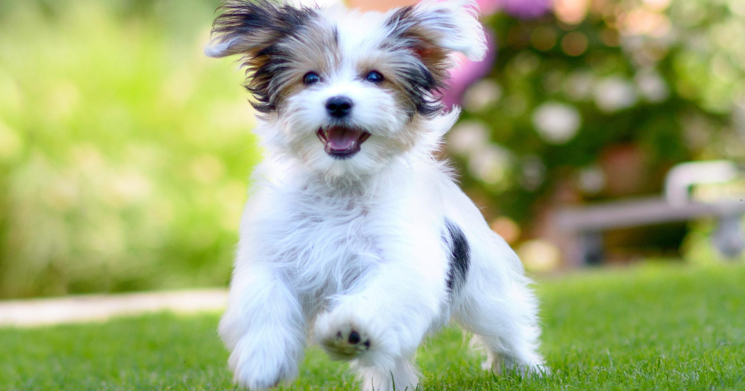 Most popular dog breeds in the United States