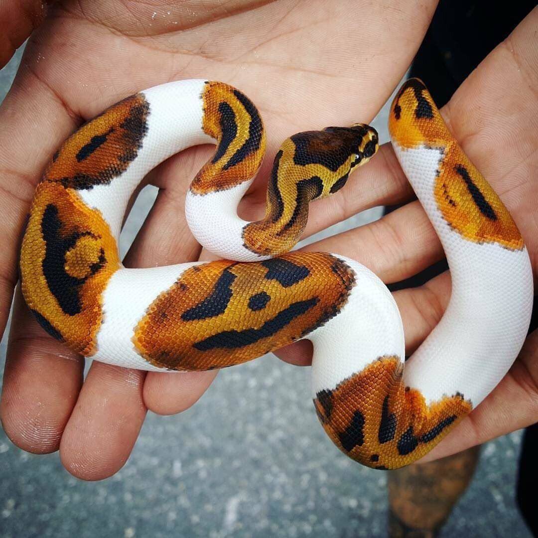 Piebald Python for sale online baby pie bald ball pythons for sale near me