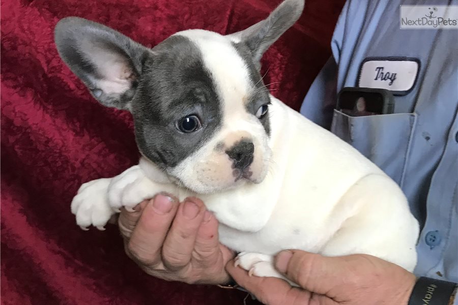 Pied Baby: French Bulldog puppy for sale near Wichita ...