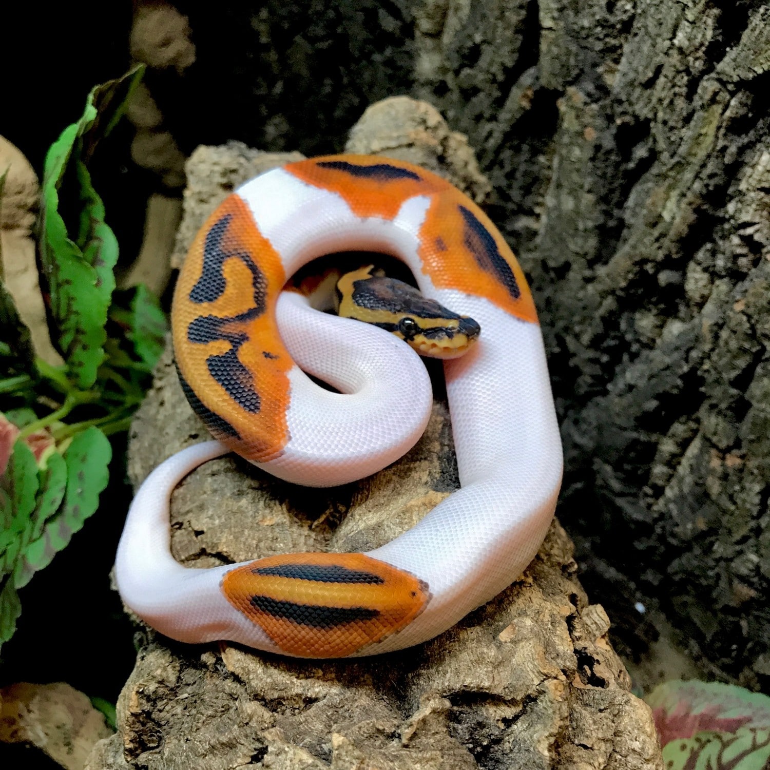 Pied ball python for sale online