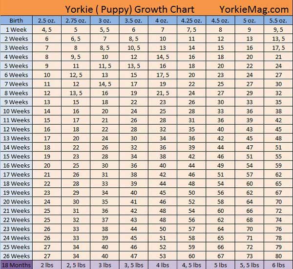 Pin on Yorkie Chart
