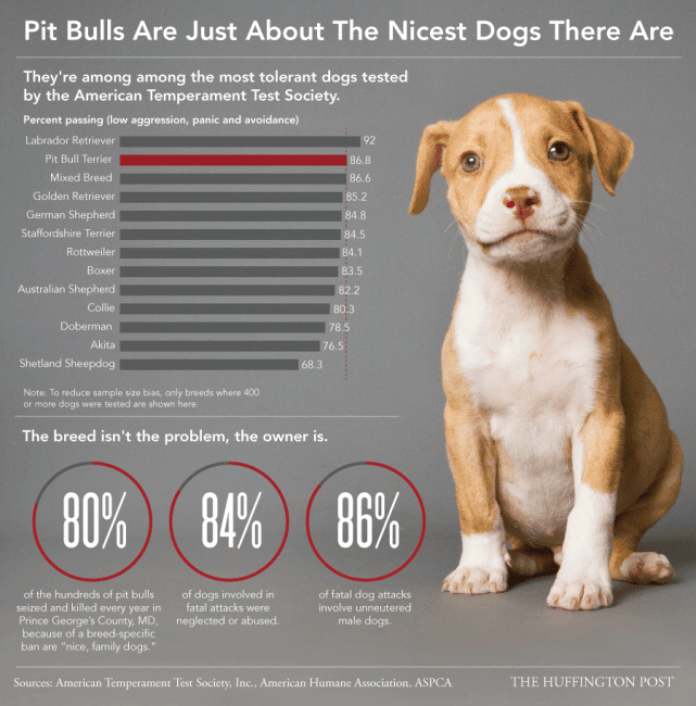 Pit Bull Temperament Test â Dog Aggression Chart