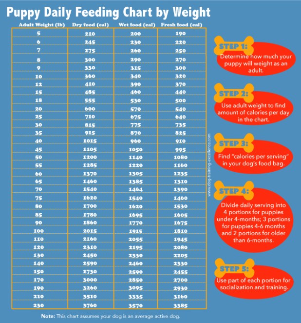 Puppy Feeding Schedule: Look at the chart, follow the tips ...