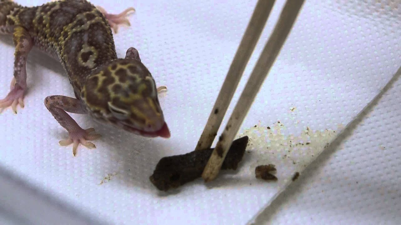 Repashy Grub Pie Reptile VS Leopard Gecko Mack snow Bell Albino