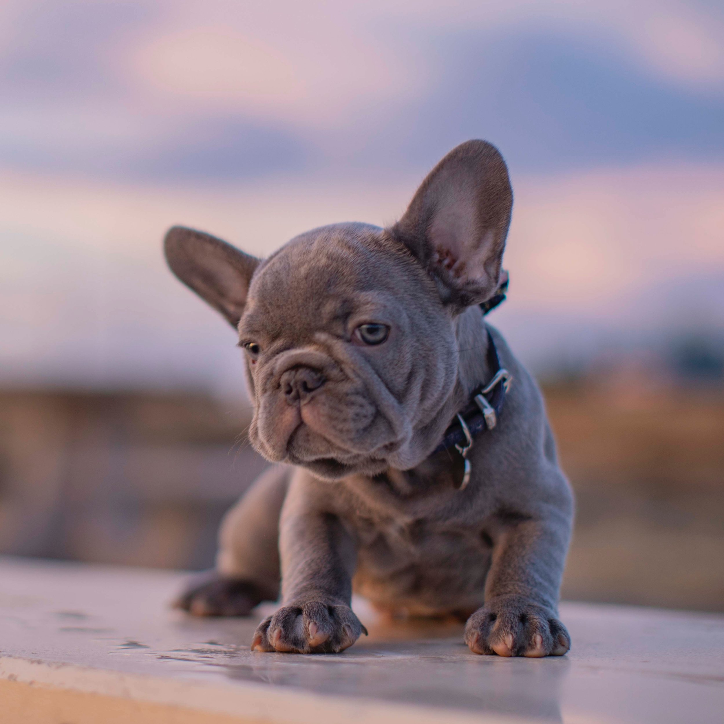 {RESERVED} Lilac Male French Bulldog Puppy for Sale