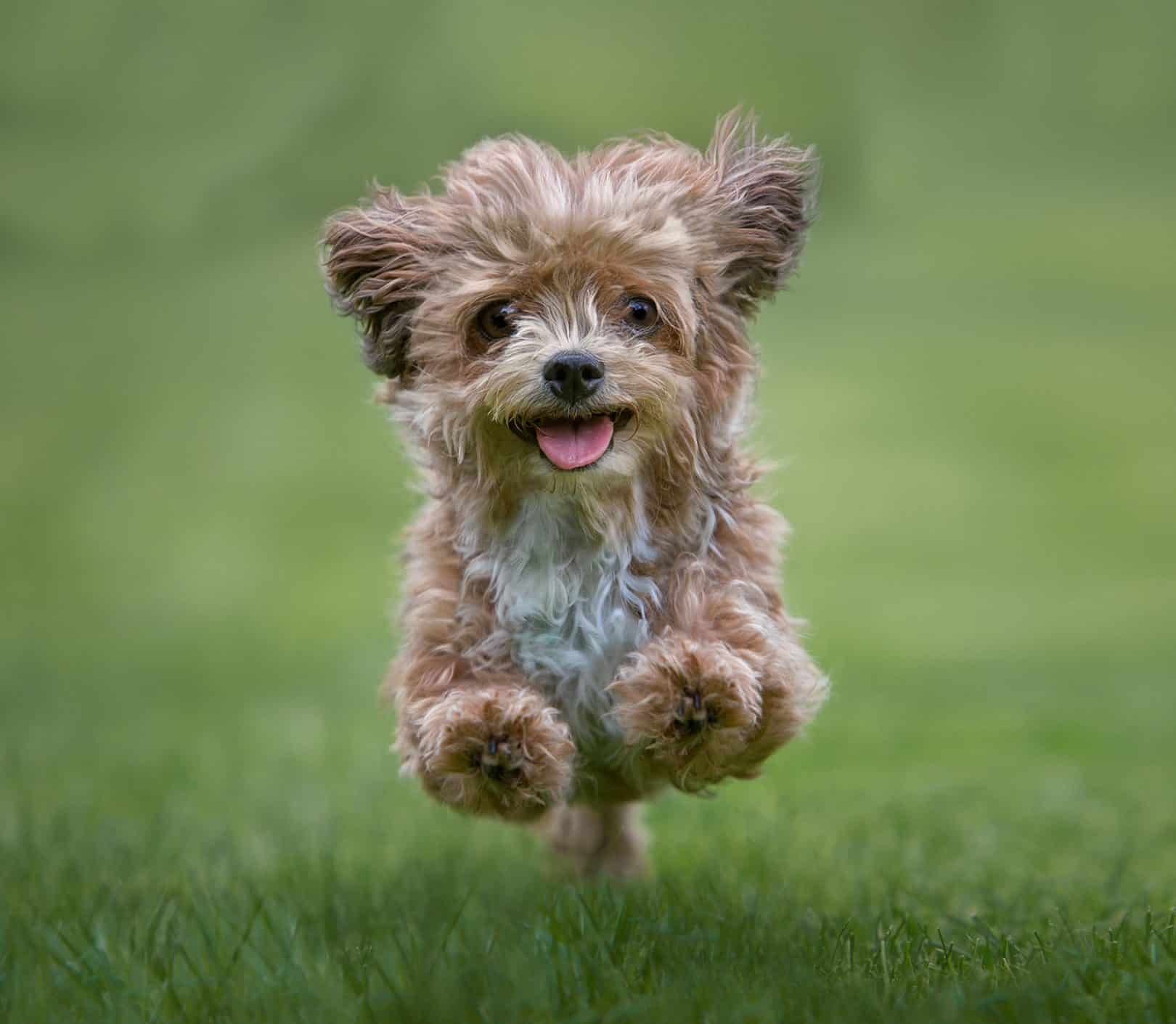The top 20 cutest dog breeds in the world, ranked according to science ...