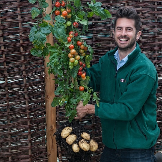 Tomato and Potato Unite on Grafted Hybrid Plants