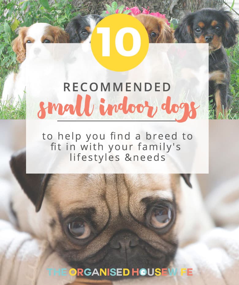 Top 10 Recommended Small Indoor Dogs