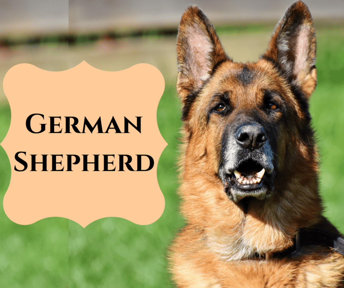 What Are The Different Types Of Shepherd Breeds, And Which Is Best For ...