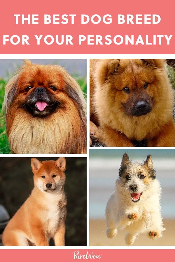 What Dog Breed Should I Get Based on My Personality Type?