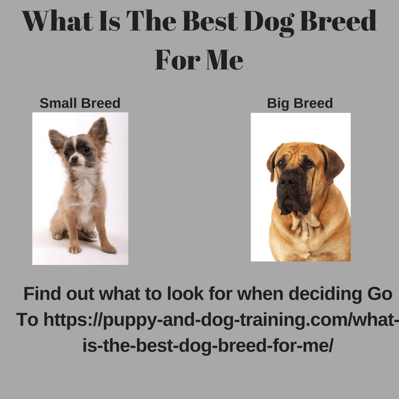What Is The Best Dog Breed For Me