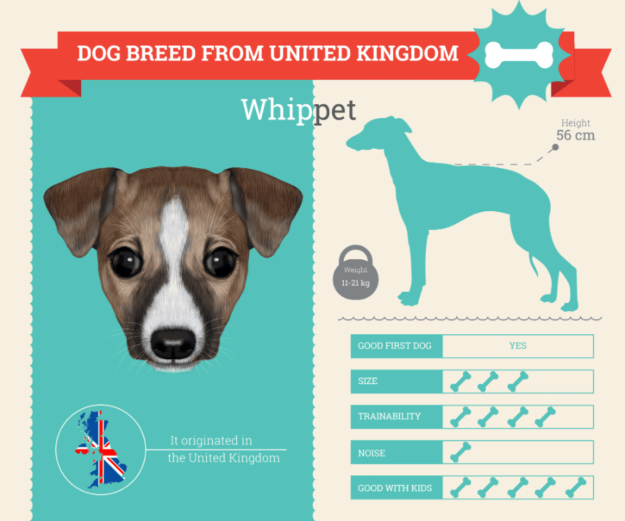 Whippet Dog Breed Information