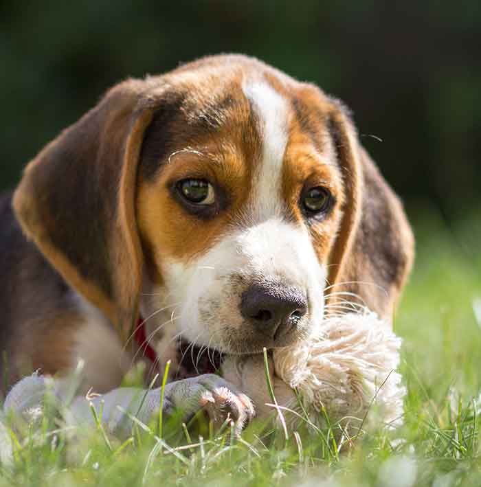 Your Beagle Puppy